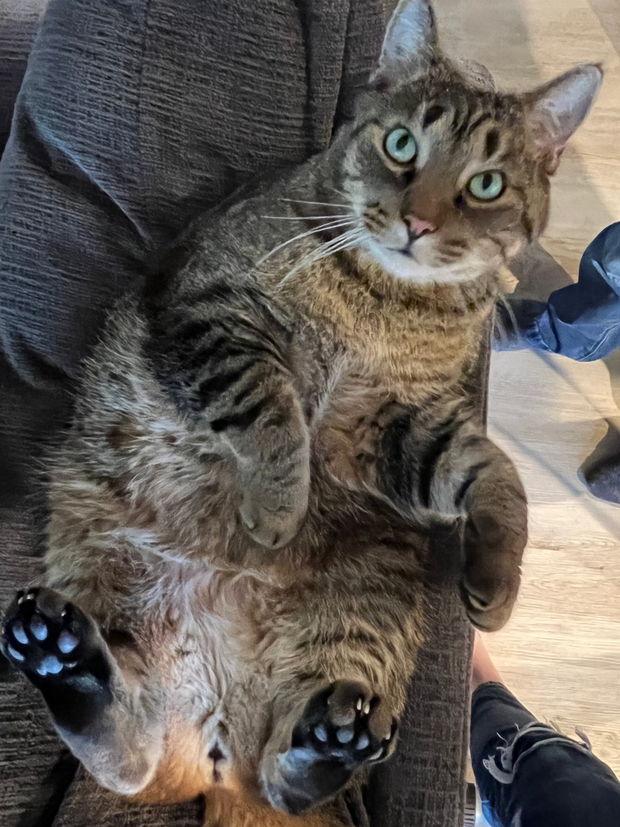 Banner image for: <h5>Mort says:</h5><h2>Where are the cats?</h2>