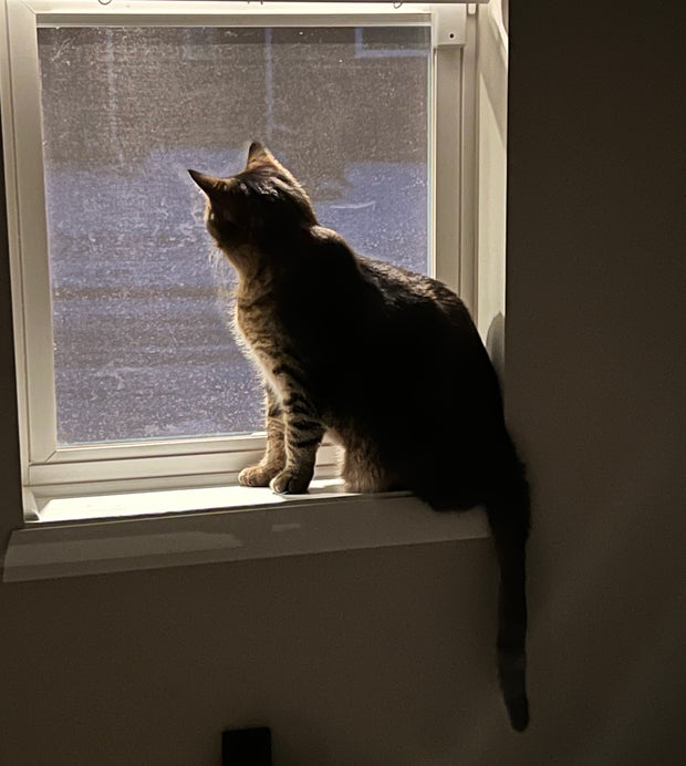 Banner image for: <h5>Watching</h5><h2>For more cats.</h2>